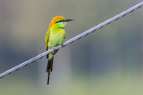Free Vibrant green bee-eater perched on wire, captured in outdoor setting. Stock Photo