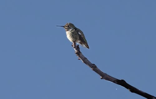Hummingbird Perching on a Branch