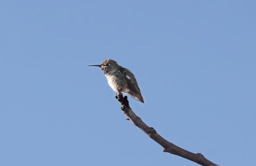 Hummingbird Perching against a Clear Blue Sky