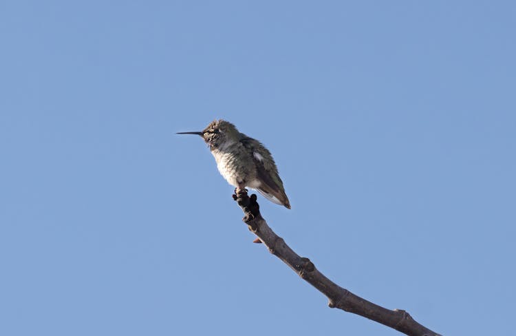 Hummingbird Perching Against A Clear Blue Sky