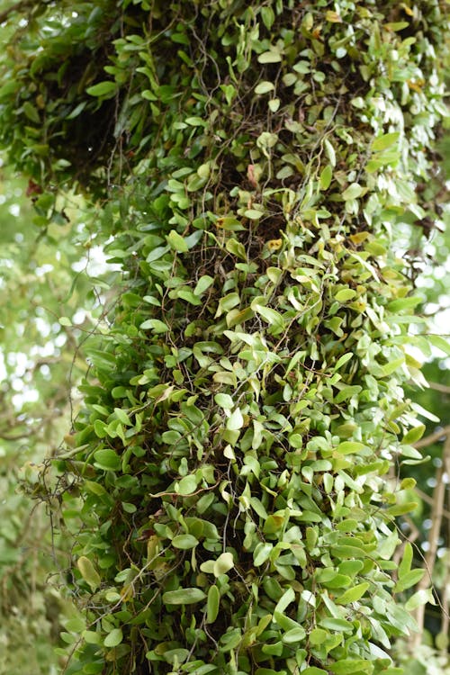 Tree Trunk Covered in Green Creeper Plants