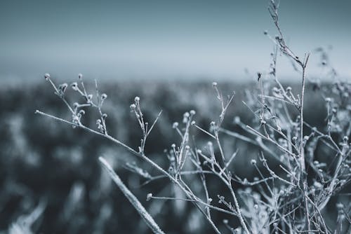 Frozen Belgium