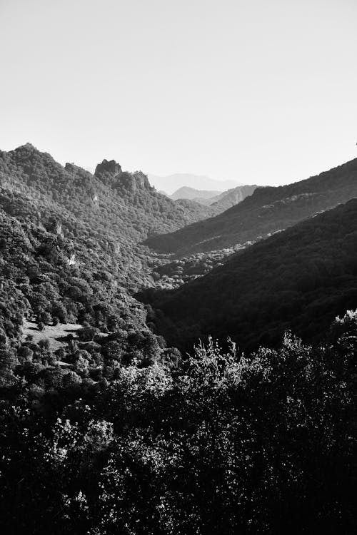 View of a Forested Valley