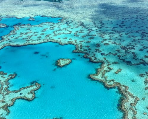 Coral Reef on Sea Shore