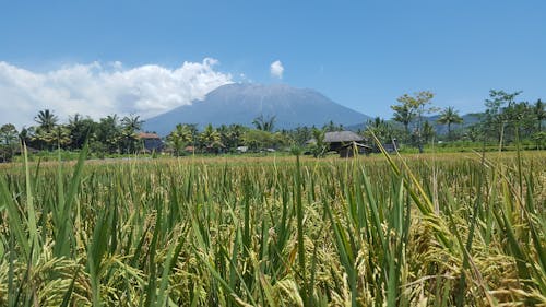 Vulkan auf Bali