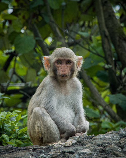 Baby Monkey in Nature