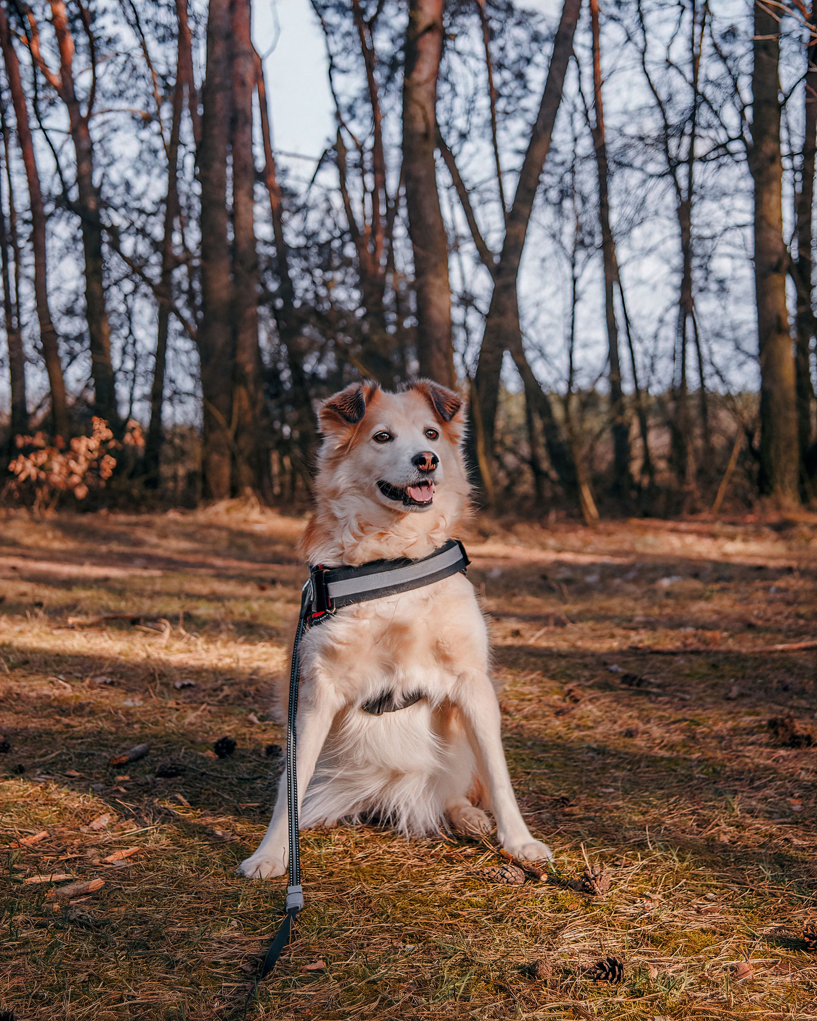 A Cute Dog Sitting on the Field · Free Stock Photo