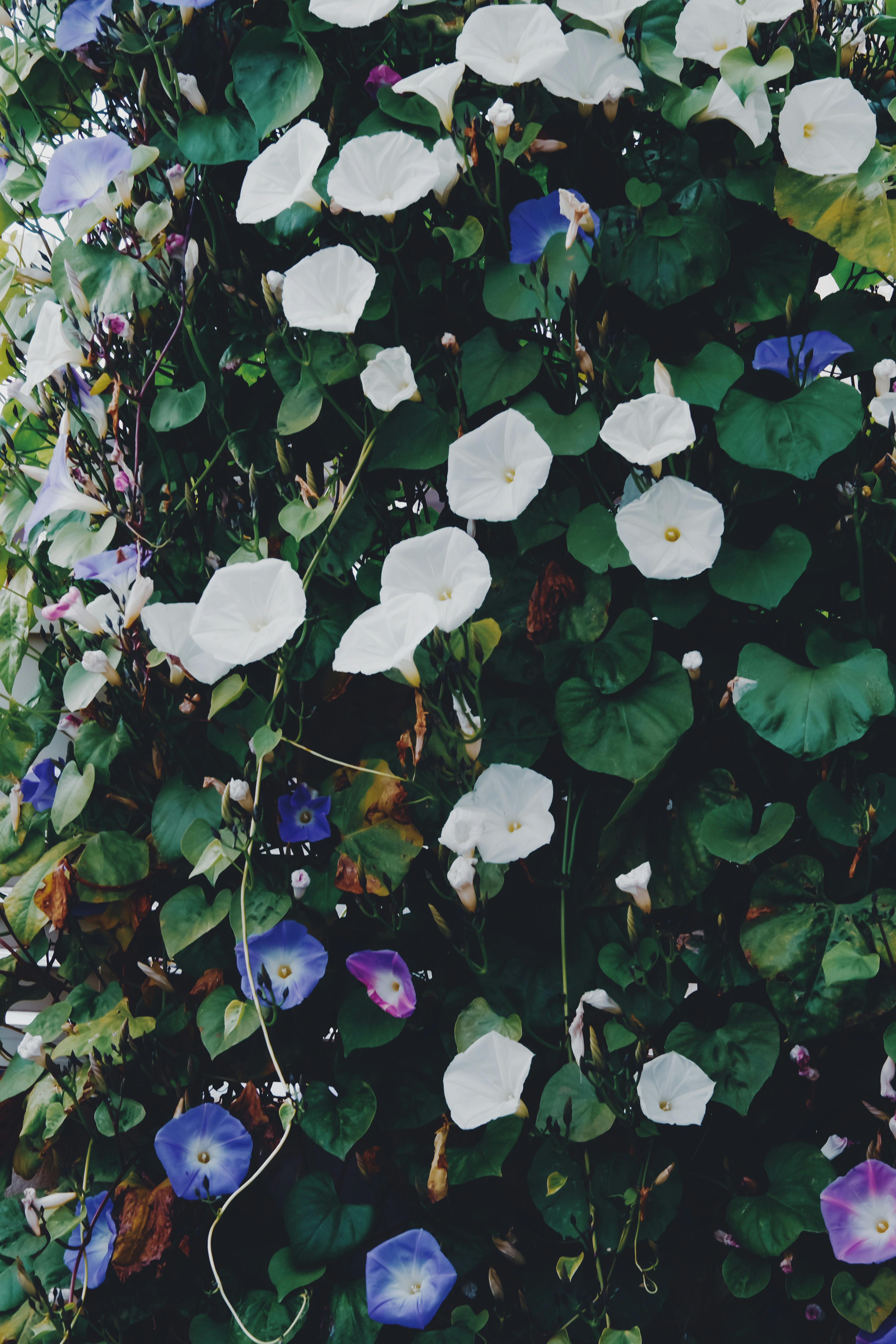 Close-up shot of colorful morning glory flowers in a lush garden setting.