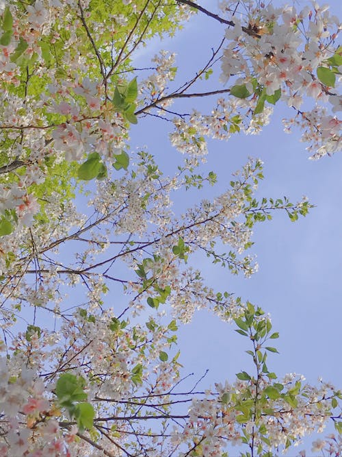 White Flowers Blooming on Tree Branch against Blue Sky