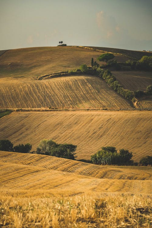 Darmowe zdjęcie z galerii z pionowy strzał, rolnictwo, toczący się krajobraz