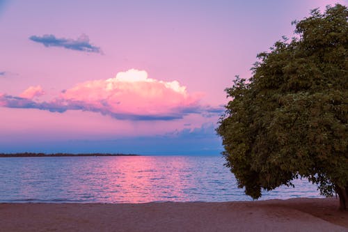 View of a Tree on an Empty Beach and the Sea under a Pink Sky at Sunset