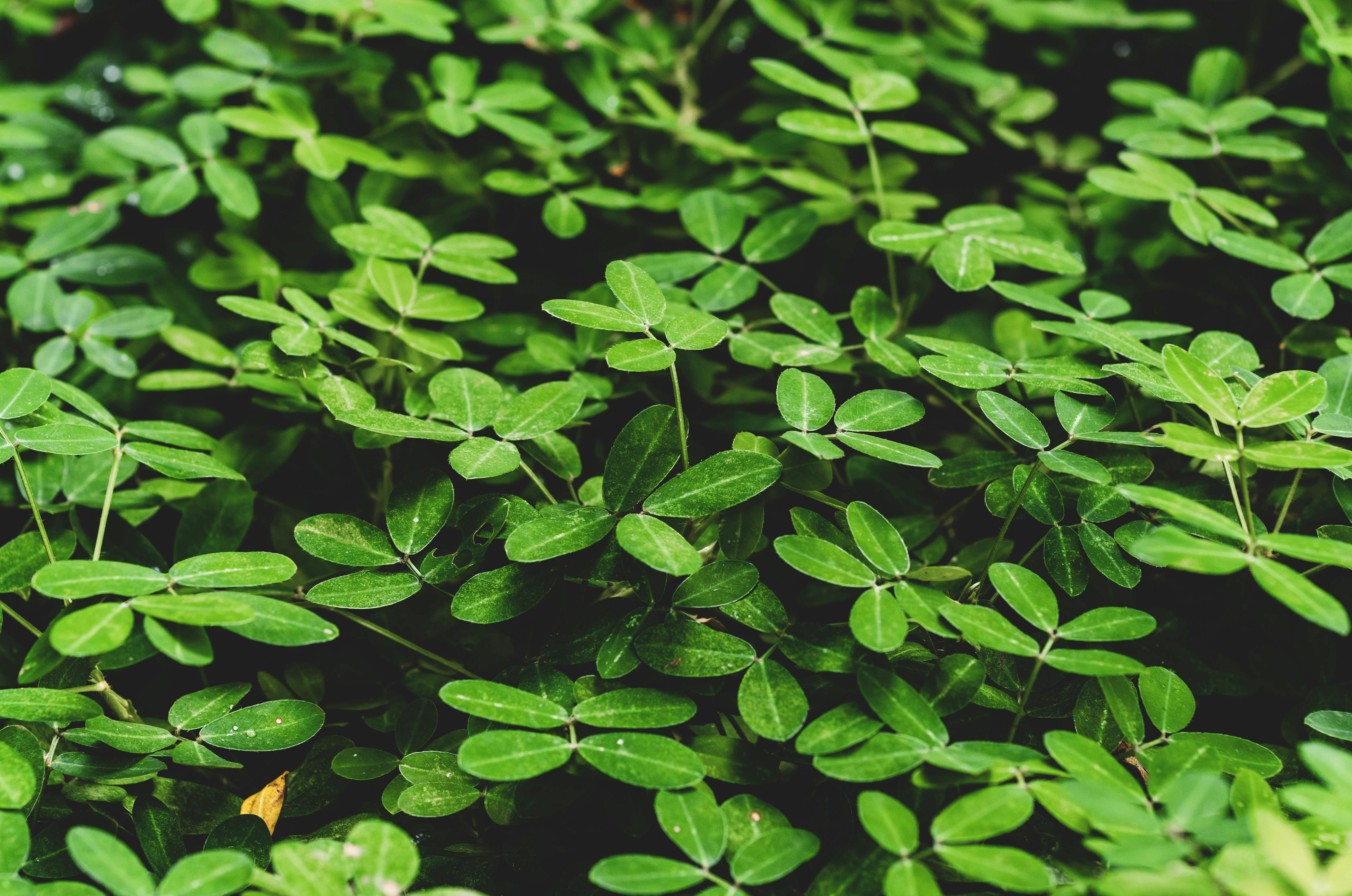 cannabis hemp oil — Photo by Busalpa Ernest on Pexels