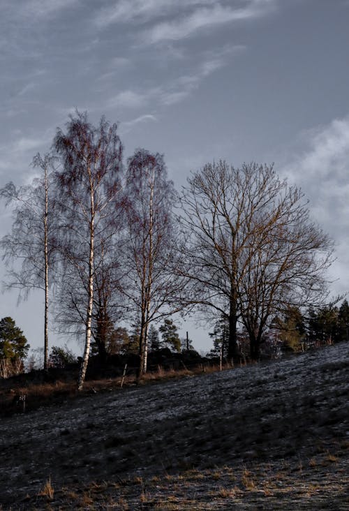 Imagine de stoc gratuită din arbori, cer albastru, fotografiere verticală