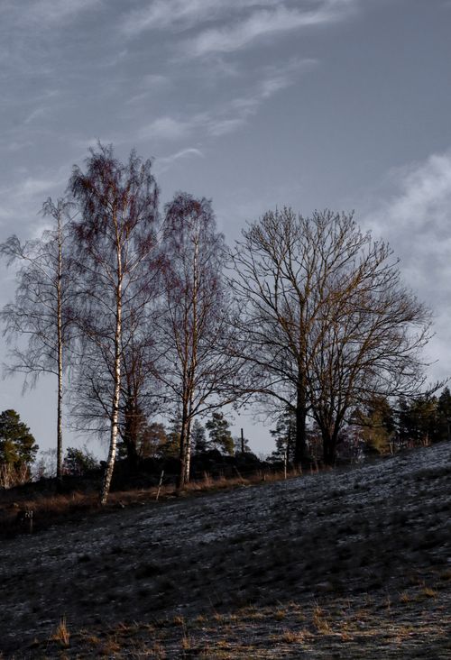 Free Tranquil winter scene of snow-dusted birch trees against a cloudy sky. Stock Photo