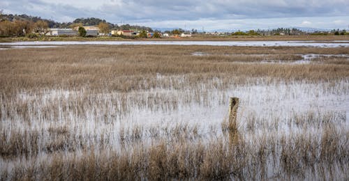 A Marsh and a Village in Distance 