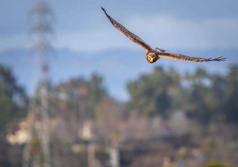 A harrier gliding low over open ground, photo by Robert So on Pexels