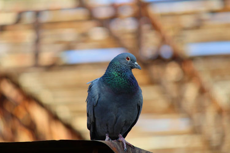 Close-Up Shot Of A Pigeon 