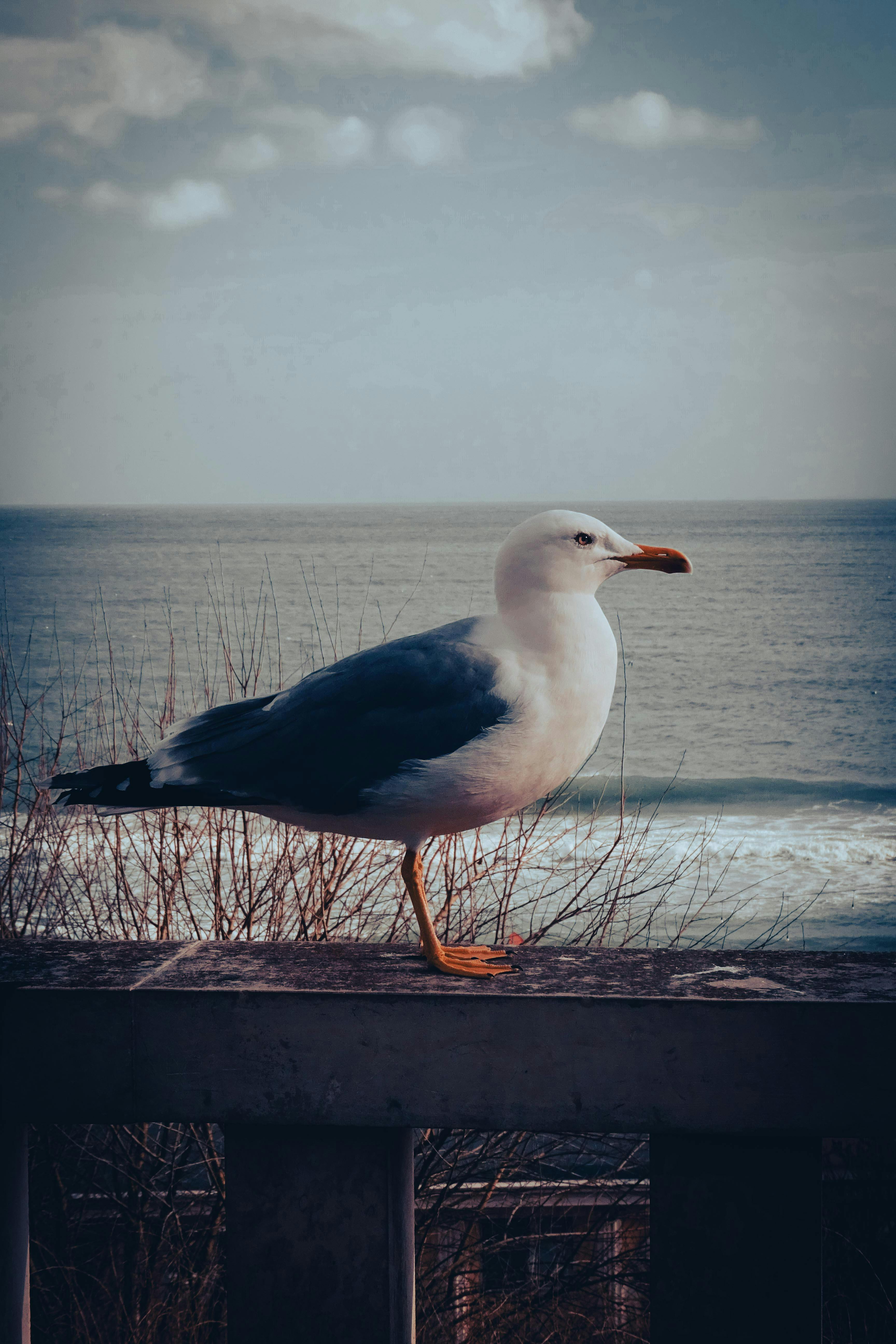 Jeffy Seagull Wallpaper by CrismanArt | Society6