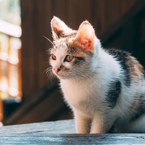 Close-up of White and Brown Cat