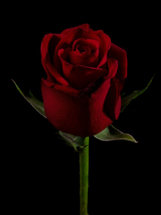 Red Rose on Black Background · Free Stock Photo