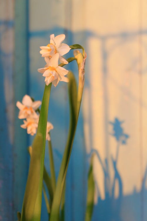 一束开花的水仙花, 垂直拍摄, 植物群 的 免费素材图片
