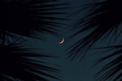 Crescent on Night Sky behind Palm Tree Leaves