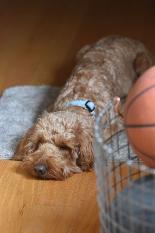 Cockapoo Dog Photos, Download The BEST Free Cockapoo Dog Stock Photos ...