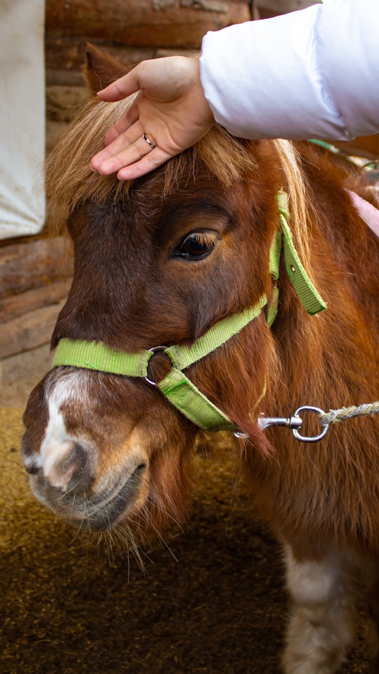 A Person Touching A Horse