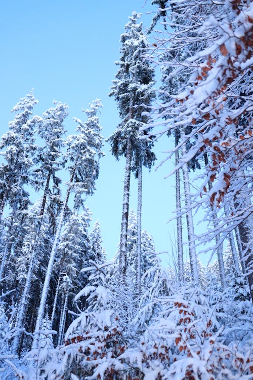 Snow Covered Trees Under Blue Sky