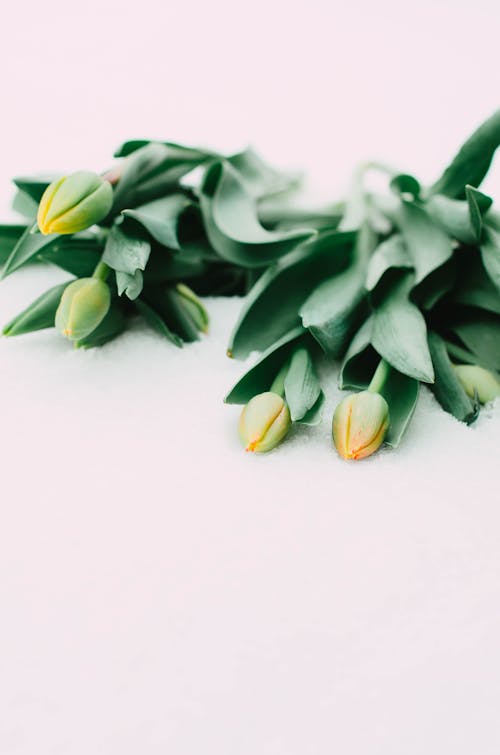 Foto profissional grátis de buquê, cabeças de flores, cachos