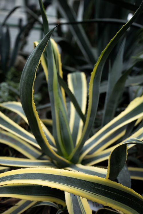 Free Agave plant Stock Photo