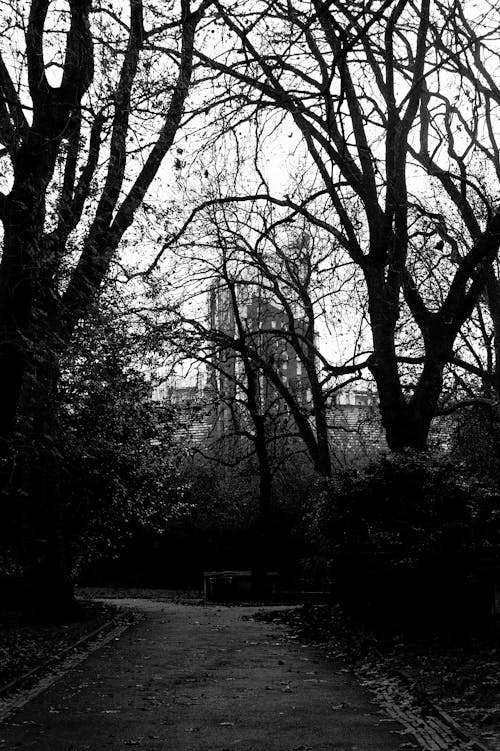 Free Grayscale Photo of Road in Between Trees Stock Photo