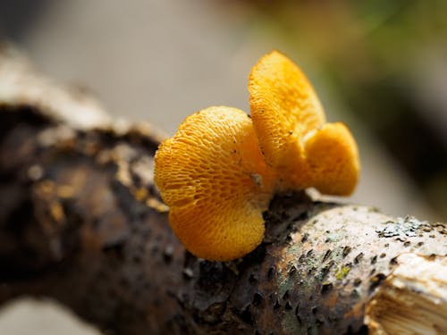 Gratuit Photos gratuites de champignon, champignon vénéneux, croissance Photos
