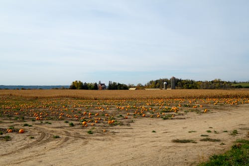 Pumpkins on the Field 