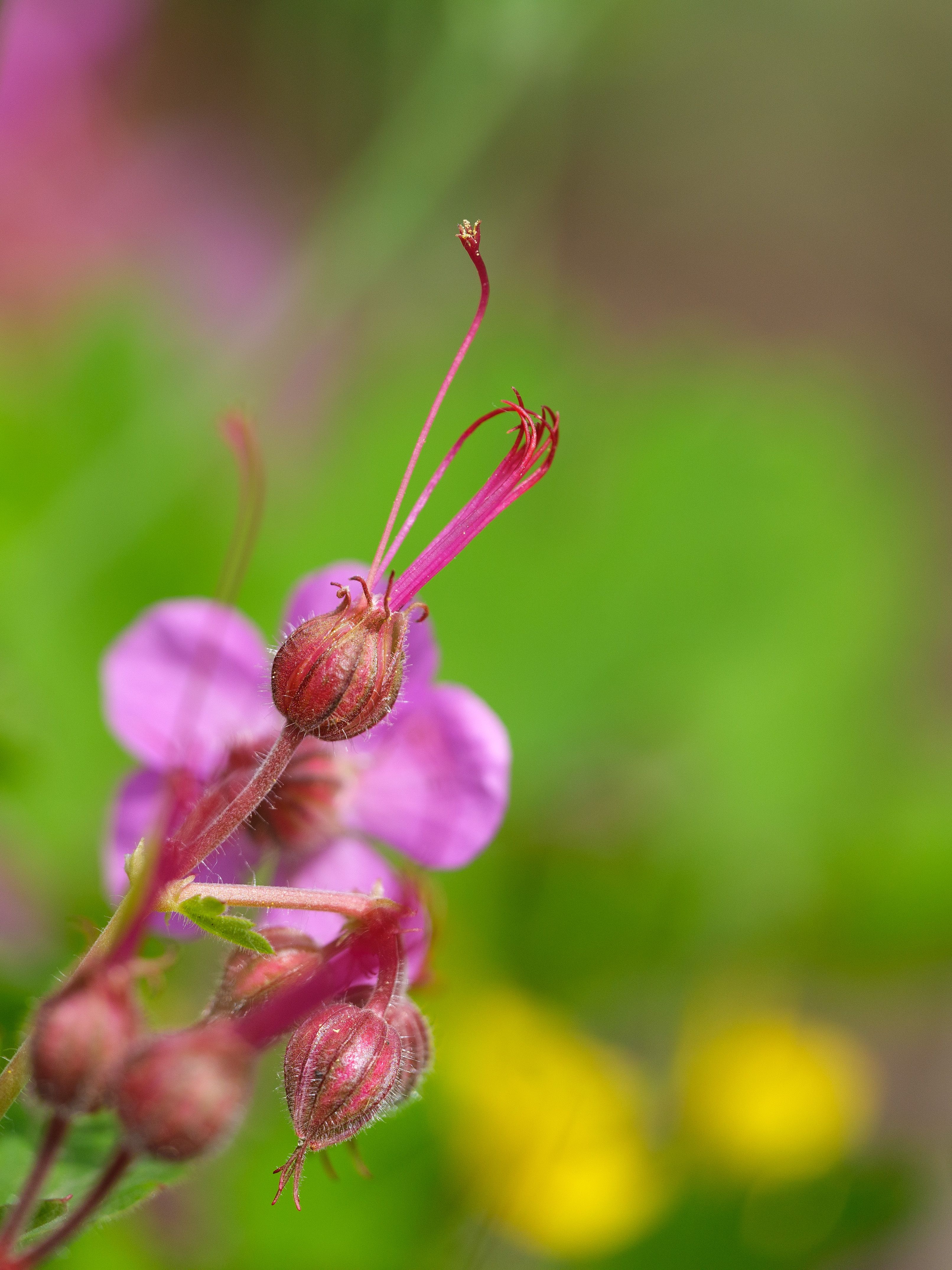 Geranium Photos, Download The BEST Free Geranium Stock Photos & HD Images