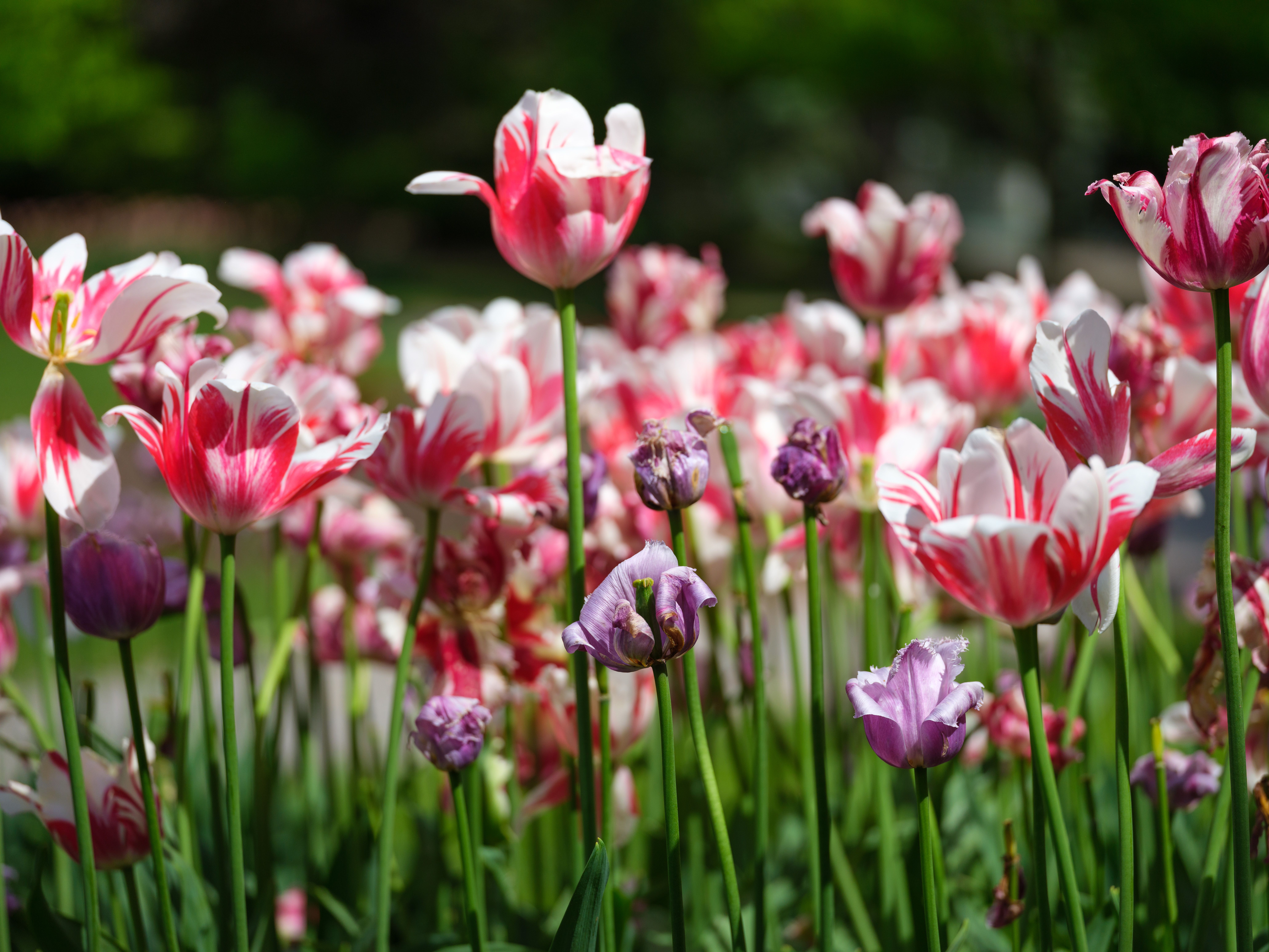Beautiful red and white tulips blooming in a vibrant garden setting during daytime.