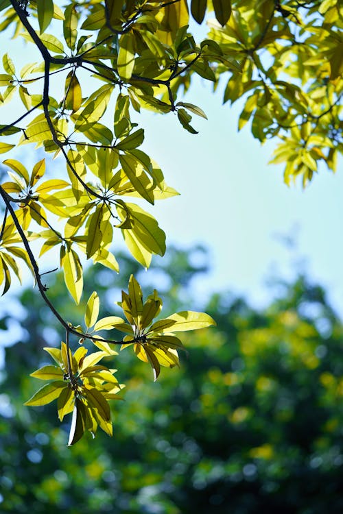 Fotos de stock gratuitas de árbol, brillante, cielo azul