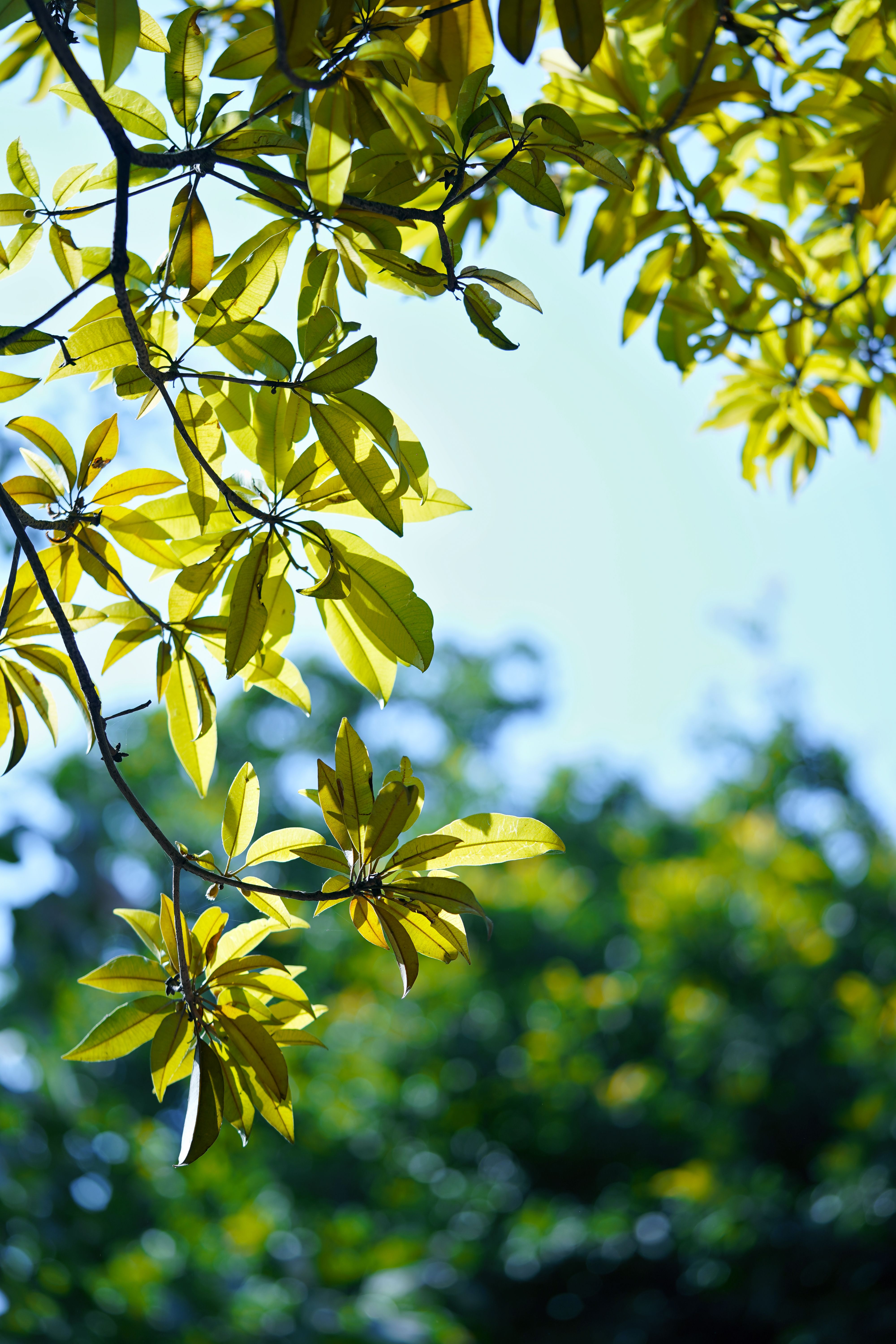 Close-up of Bright Green Leaves on a Tree Branch on the Background of ...