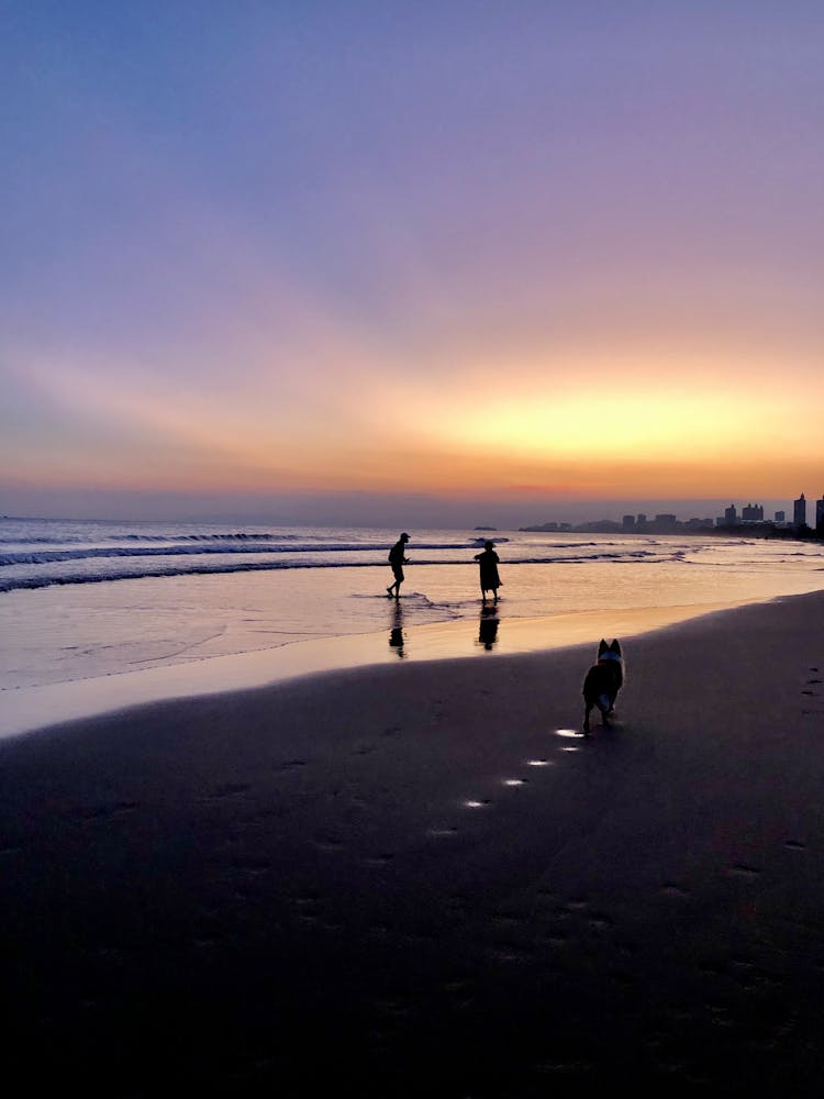 Silhouettes Of People And A Dog On A Beach At Sunset