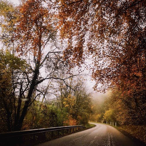 View of an Asphalt Road between Autumnal Trees