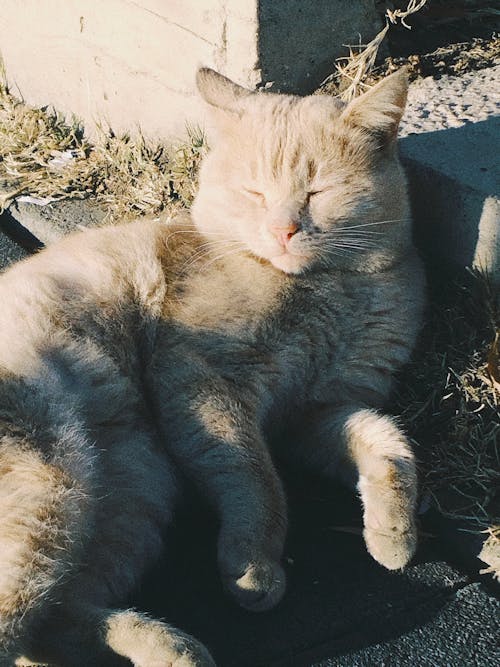 Close-up of a Cat Lying and Sunning itself 