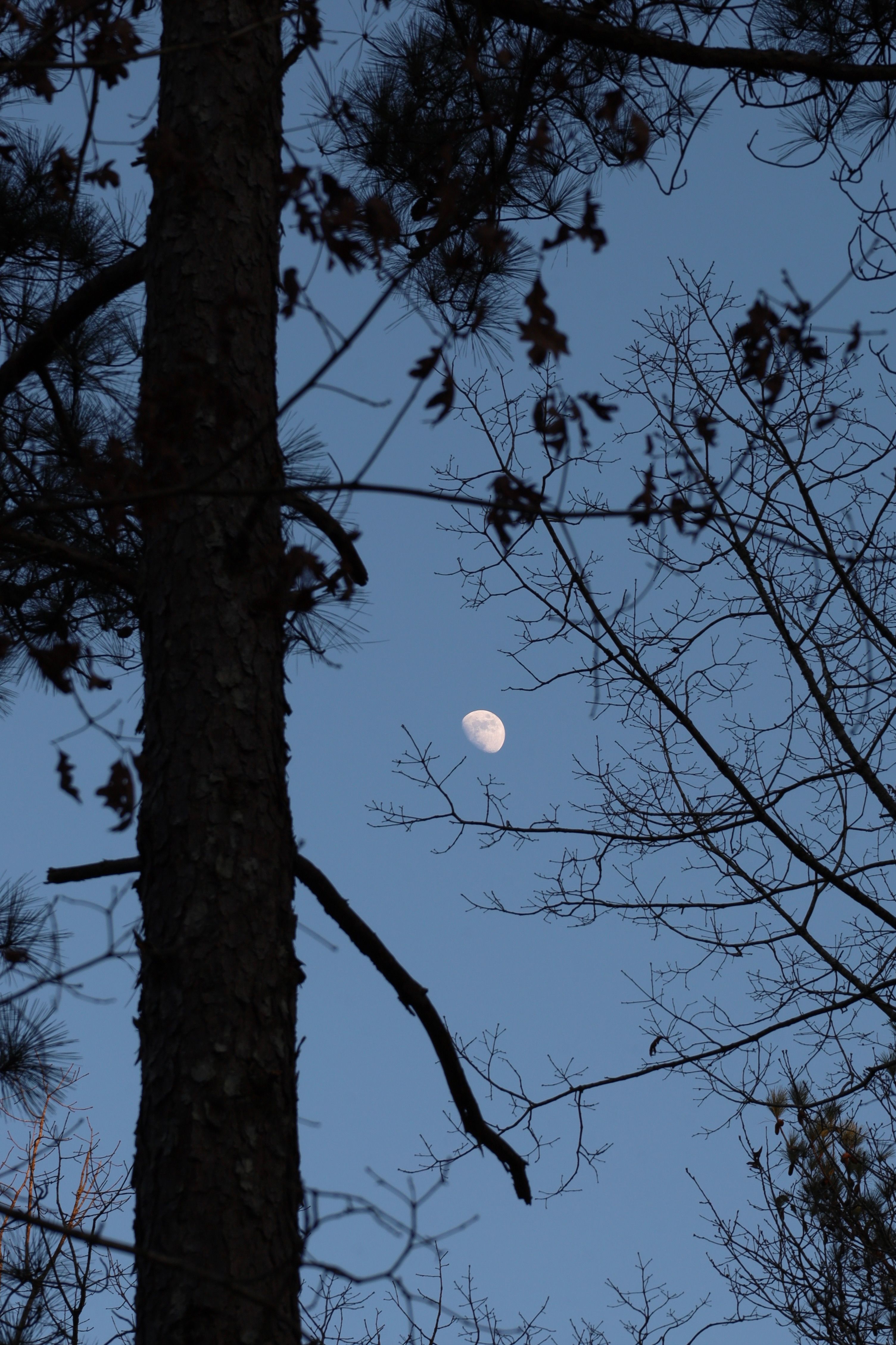 Silhouetted trees with the moon visible in the evening sky at Stone Mountain, Georgia.