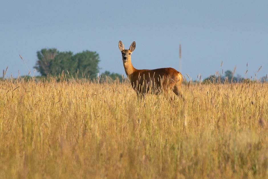 Gaborone, Botswana digital nomad city guide