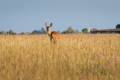 A Deer in a Field 