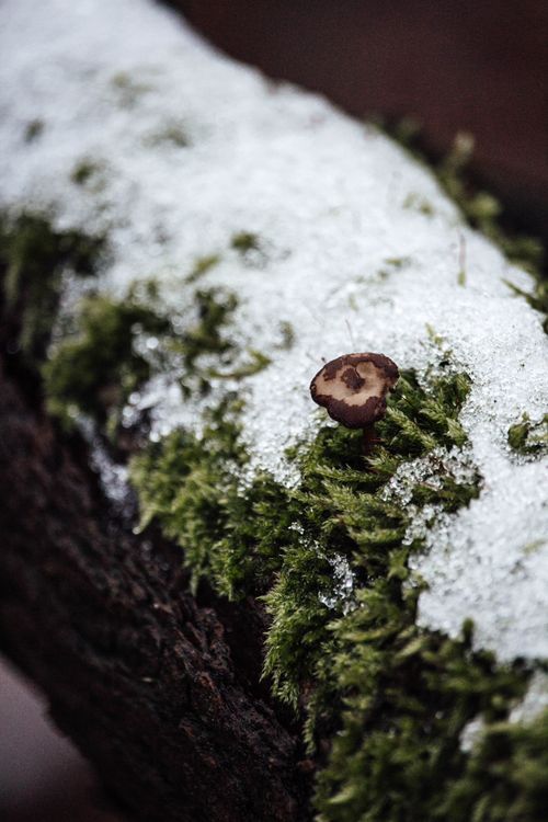 Free Detailed view of a mushroom and moss on a snow-covered log in winter forest. Stock Photo