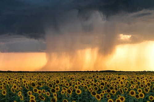 Photo of Sunflower Field During Dusk