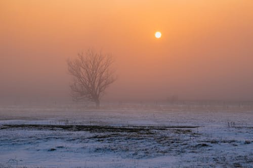 Fotos de stock gratuitas de árbol desnudo, clima frío, con niebla
