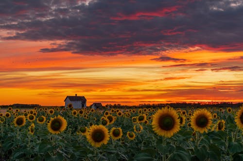 Imagine de stoc gratuită din agricultură, amurg, apus