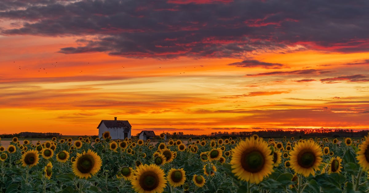 Free stock photo of agriculture, beautiful, bright