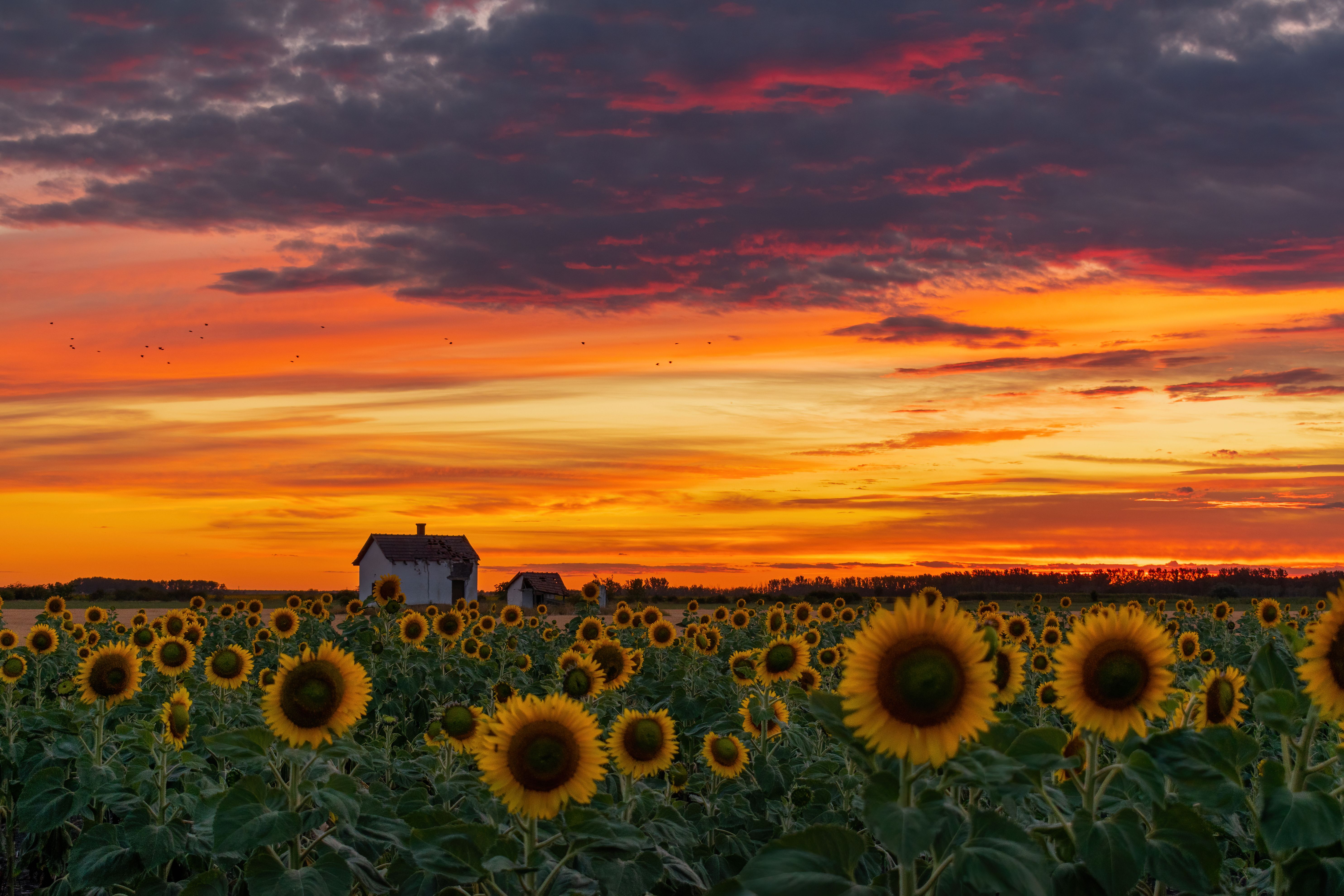 View of a Sunflower Field at Sunset · Free Stock Photo